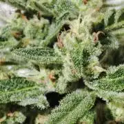 Delicious Seeds 2026 Neville's Rose Auto