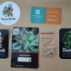 Divine Seeds Autoflowering Comp. vol.2
