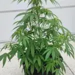 Divine Seeds Autoflowering Comp. vol.2