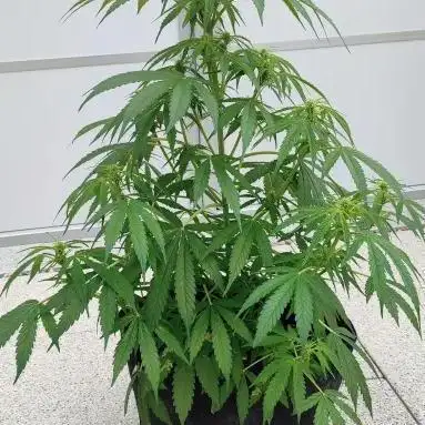 Divine Seeds Autoflowering Comp. vol.2