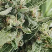 Delicious Seeds 2026 Neville's Rose Auto