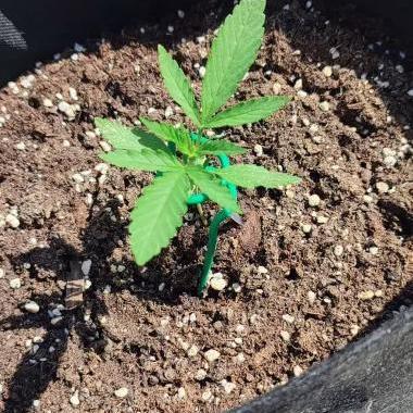 Divine Seeds Autoflowering Comp. vol.2