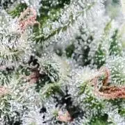 Delicious Seeds 2026 Neville's Rose Auto