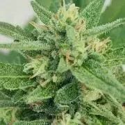 Delicious Seeds 2026 Neville's Rose Auto
