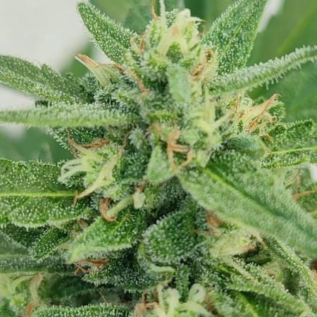 Delicious Seeds 2026 Neville's Rose Auto