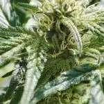Divine Seeds Autoflowering Comp. vol.2