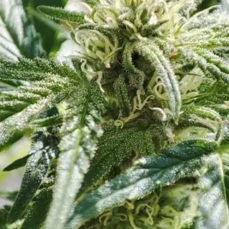 Divine Seeds Autoflowering Comp. vol.2