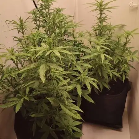 Divine Seeds - Auto White Widow -Contest