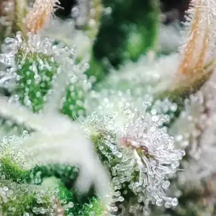 Divine Seeds - Auto White Widow -Contest