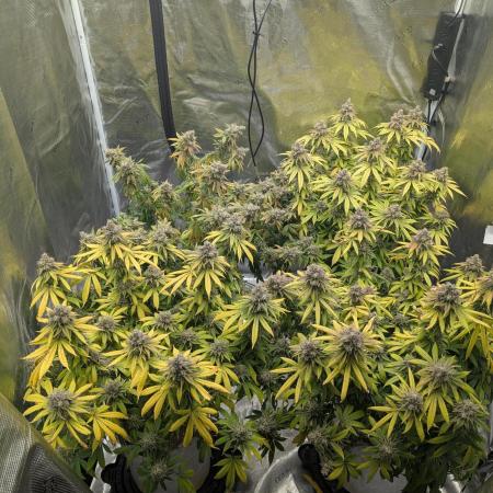 Gorilla Glue #4 Clone