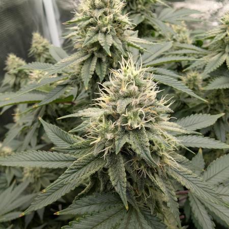 Gorilla Glue #4 Clone