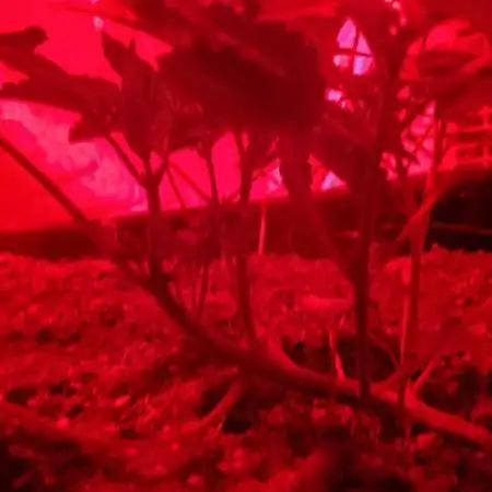 C#13 Grape Guava