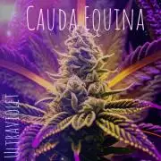 "Cauda Equina" C#13