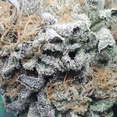 "Ultra Vires" C#4