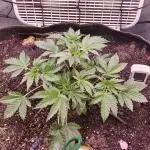 C#13 Grape Guava