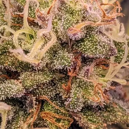 "Asclepius" C#6