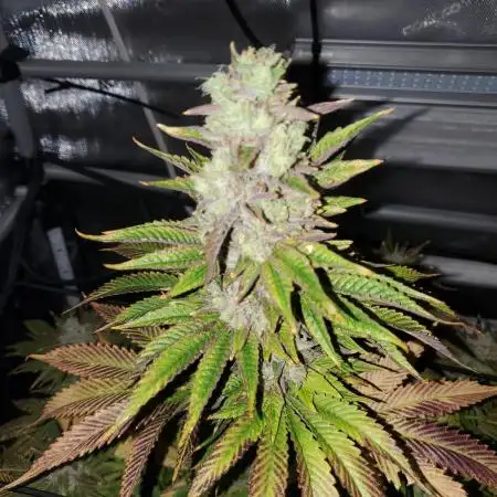 "Lapis Exillis" C#11