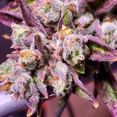 "Lapis Exillis" C#11