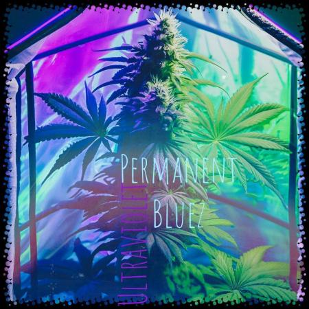 "Permanent Bluez" C#14 "