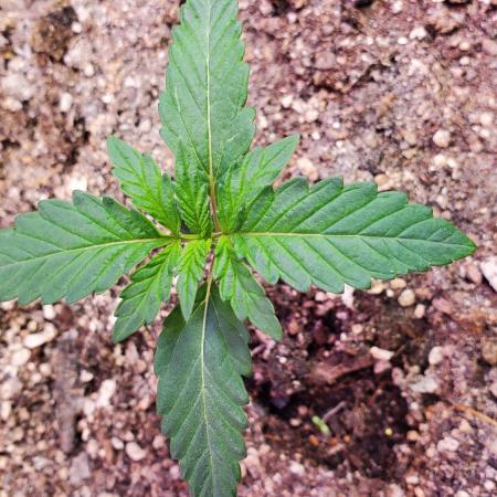 "Grape Sweets Auto" C#12