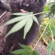 "Permanent Bluez" C#14 "