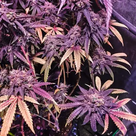 "Grand Daddy Purp" C#3