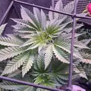 "Permanent Marker" CH#14