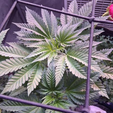 "Permanent Marker" CH#14