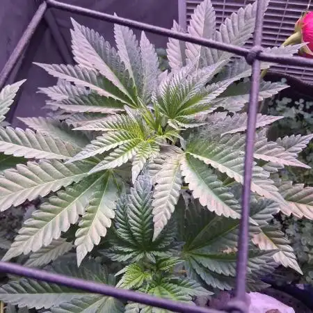 "Permanent Marker" CH#14