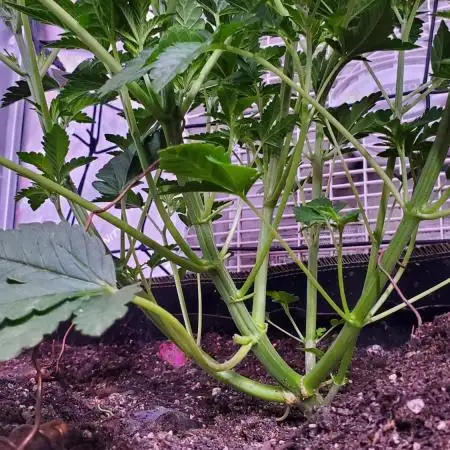 C#13 Grape Guava