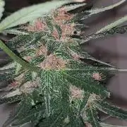 Frostbanger