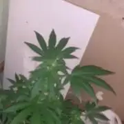 Frostbanger