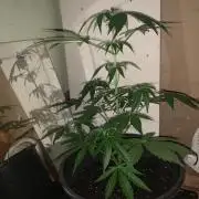 Frostbanger