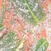 Frostbanger