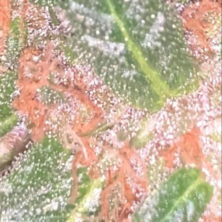 Frostbanger