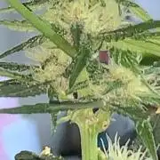 Frostbanger