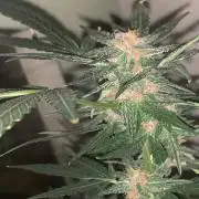 Frostbanger