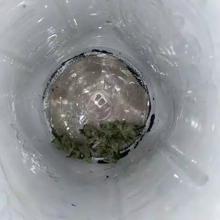 Homegrown 2nd grow