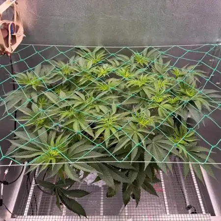 Mokum’s Tulip