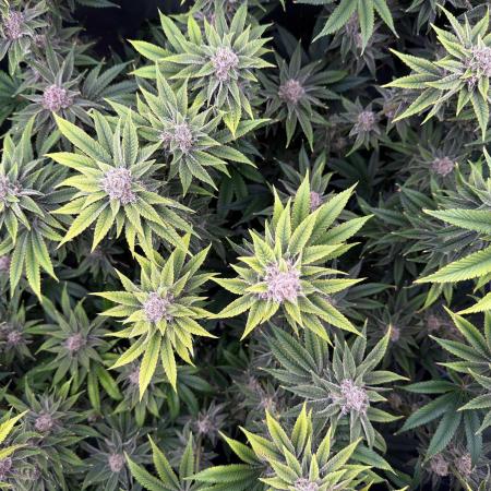 Mimosa x Orange Punch