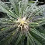 Mimosa x Orange Punch