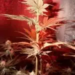 Mimosa x Orange Punch