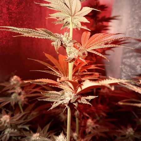 Mimosa x Orange Punch