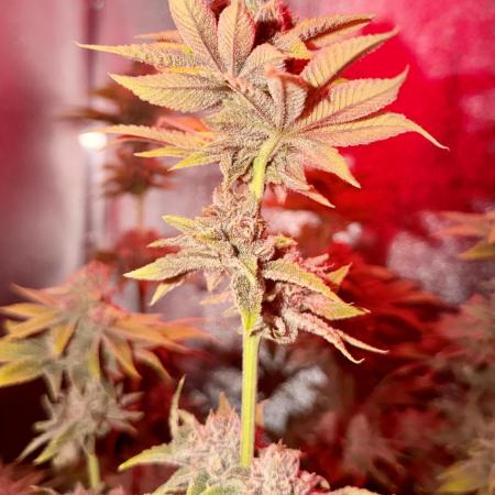 Mimosa x Orange Punch