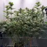 Mimosa x Orange Punch