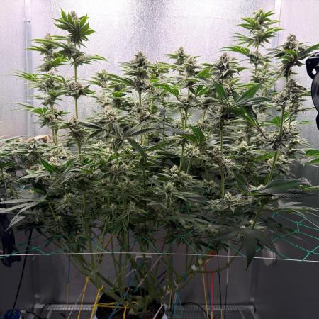 Mimosa x Orange Punch