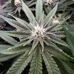 Mimosa x Orange Punch