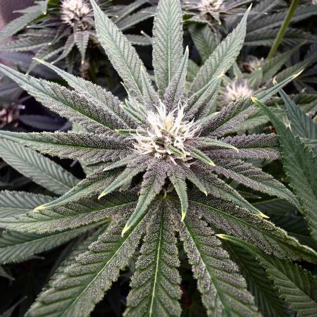 Mimosa x Orange Punch