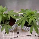 Mimosa x Orange Punch