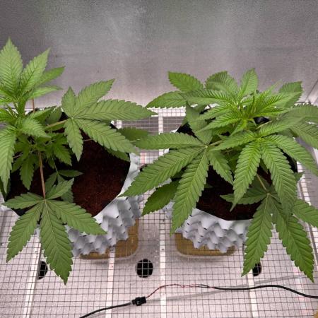 Mimosa x Orange Punch